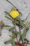 Coastal sand frostweed